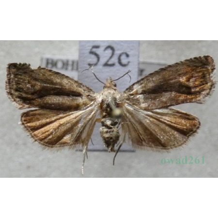 Cydia splendana (Hübner, 1799) Owocówka żołędziowianka Czech52c
